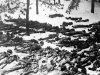 Массовое истребление сов. военнопленных в Дарнице